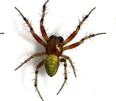 Araniella opisthographa