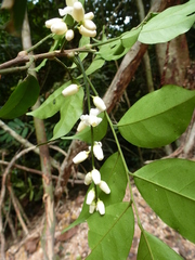 Heckeldora leonensis