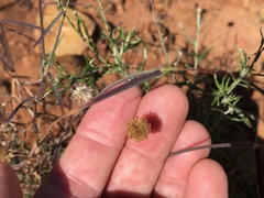 Leiocarpa brevicompta