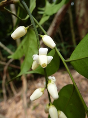 Heckeldora leonensis