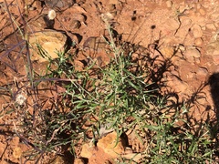 Leiocarpa brevicompta