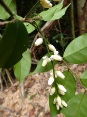 Heckeldora leonensis