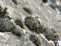 Coscinodon cribrosus