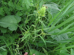 Melampyrum argyrocomum