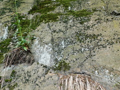 Coscinodon cribrosus