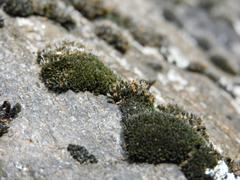 Coscinodon cribrosus