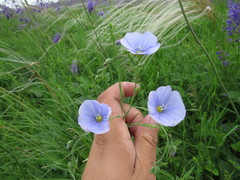 Linum perenne