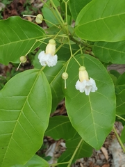 Catalpa longissima