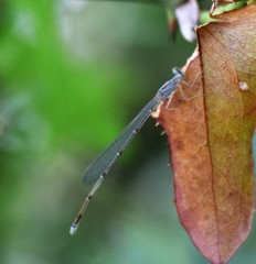 Enallagma exsulans