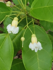 Catalpa longissima