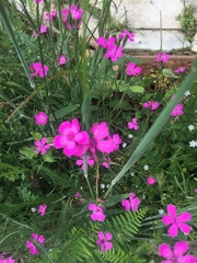 Dianthus deltoides