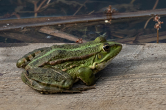 Pelophylax ridibundus