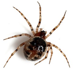 Sardinidion blackwalli