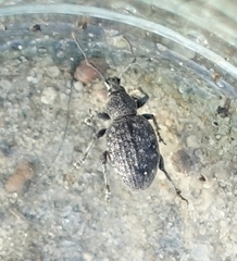 Otiorhynchus tristis