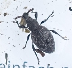 Otiorhynchus tristis