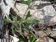 Xanthosia huegelii