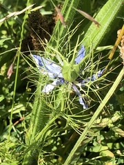Nigella damascena