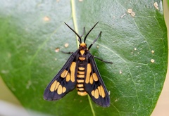 Amata annulata