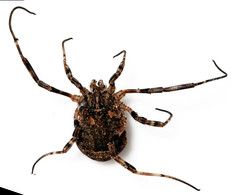 Odiellus spinosus