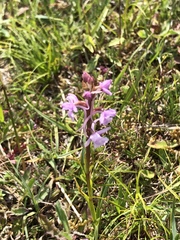Gymnadenia