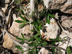 Xanthosia huegelii