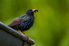 Sturnus vulgaris