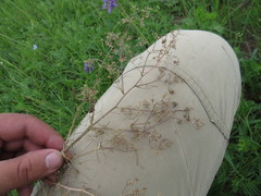 Trinia multicaulis