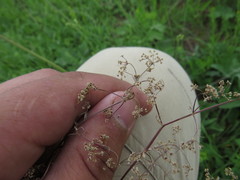 Trinia multicaulis