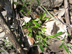 Xanthosia huegelii