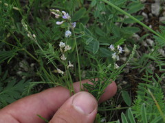 Astragalus austriacus