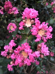 Lagerstroemia indica