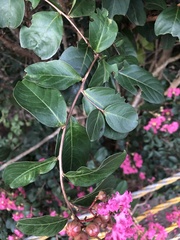 Lagerstroemia indica