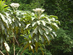 Anthocleista nobilis