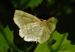 Metarranthis indeclinata