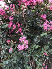 Lagerstroemia indica