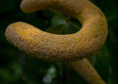 Puccinia sambuci