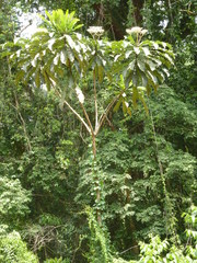 Anthocleista nobilis