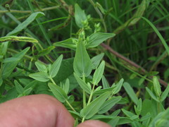 Hypericum elegans