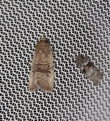 Elaphria fuscimacula