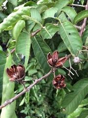 Lagerstroemia speciosa