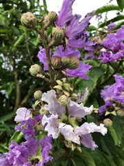 Lagerstroemia speciosa
