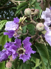 Lagerstroemia speciosa