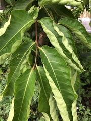 Lagerstroemia speciosa