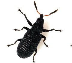 Magdalis barbicornis