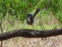 Malurus cyaneus cyanochlamys