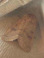 Hoplodrina octogenaria