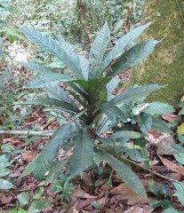 Pavetta sapoensis