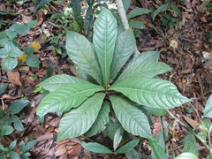 Pavetta sapoensis