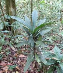 Pavetta sapoensis