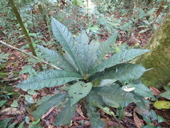 Pavetta sapoensis